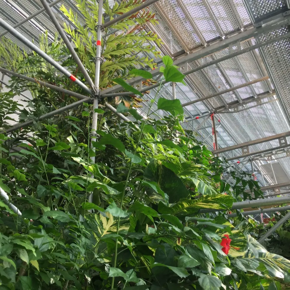 Sonderkonstruktion am Palmenhaus
